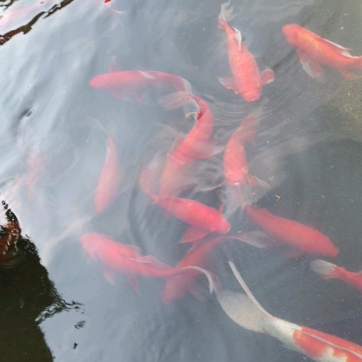 闭眼听风🤷