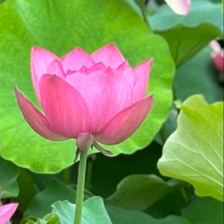 好运顺心❤