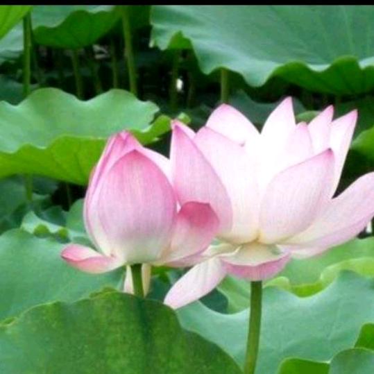 南通金梦蝶床上用品湖北区域运营配送中心