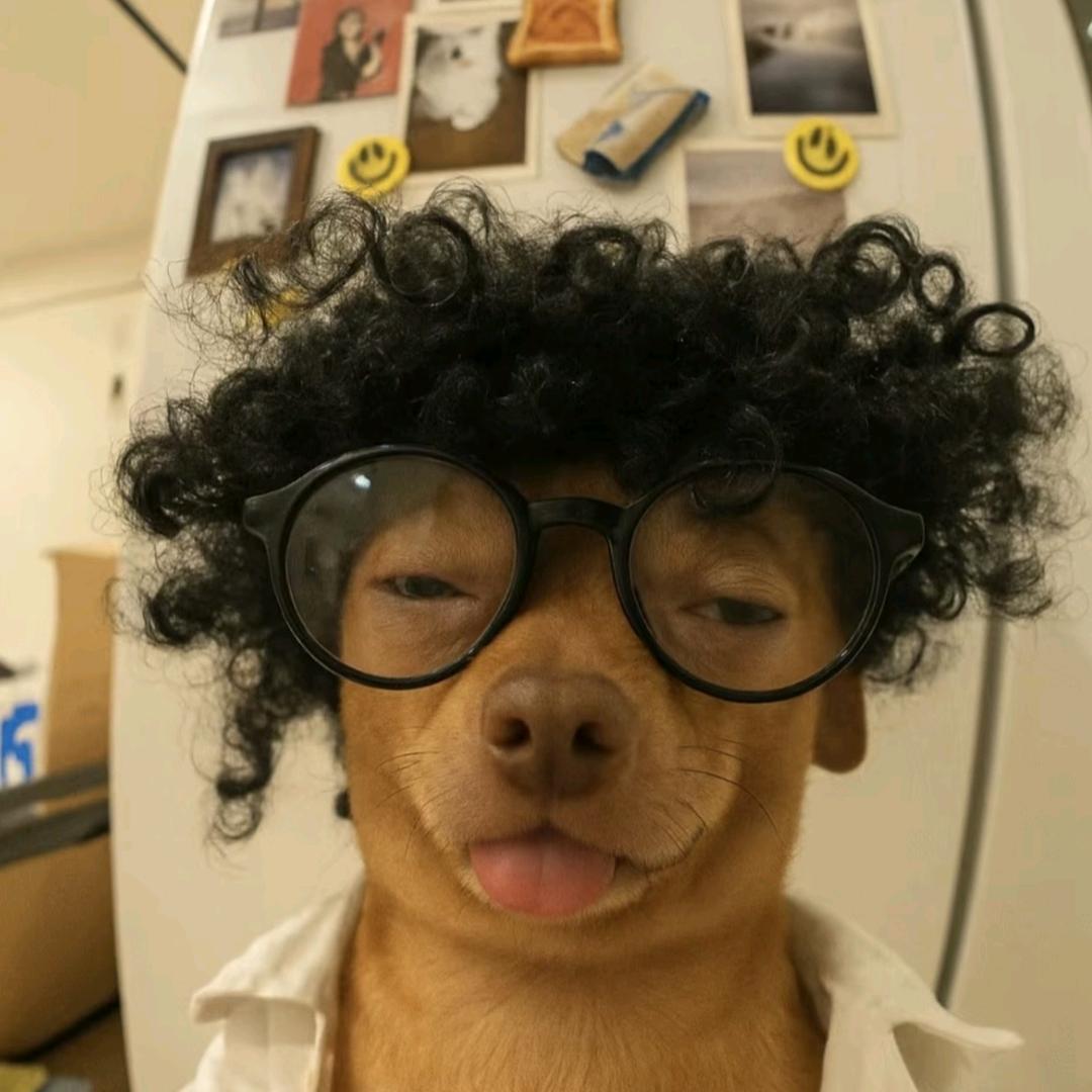 吉娃娃研究所