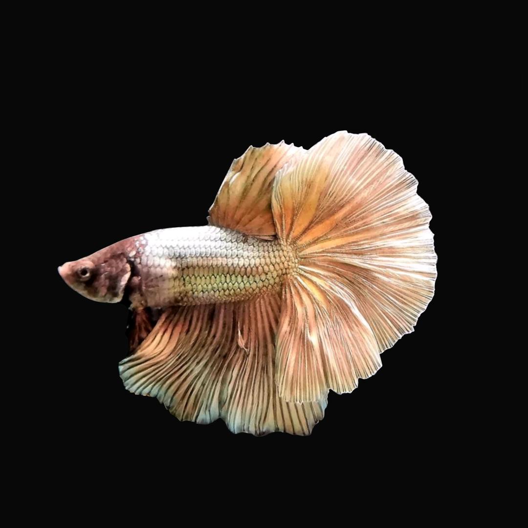 一枫水族小铺