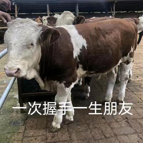 888牧业（全国代办）小号