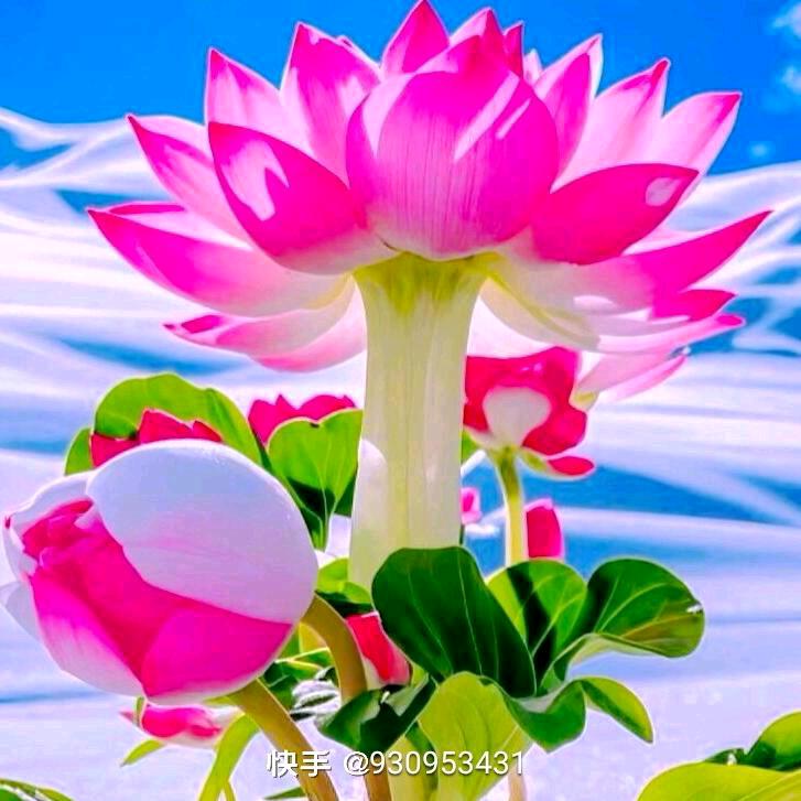 金梅