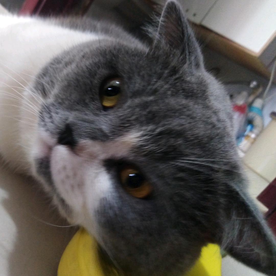 颜控猫