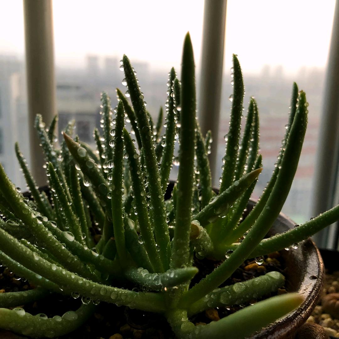 岸子