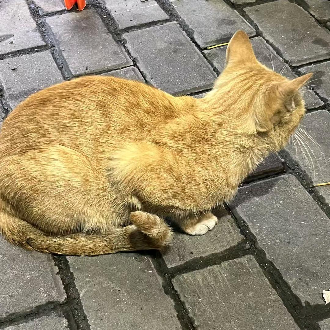 一只流浪猫