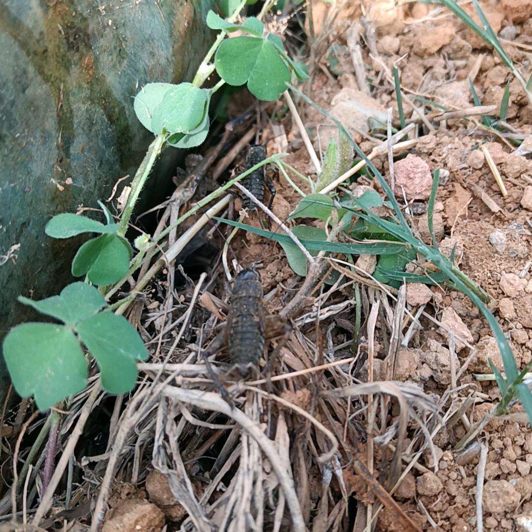 青苹果