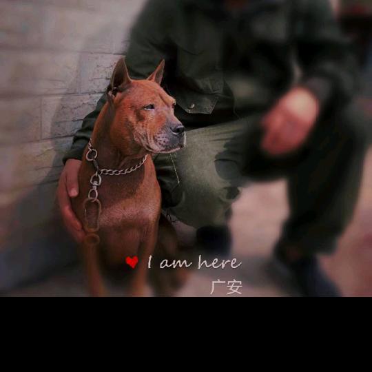 家有川东猎犬
