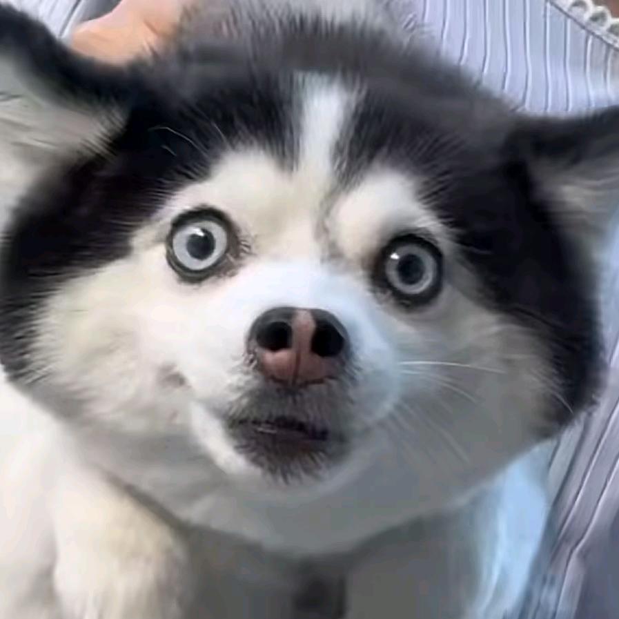 想去南极的北极熊