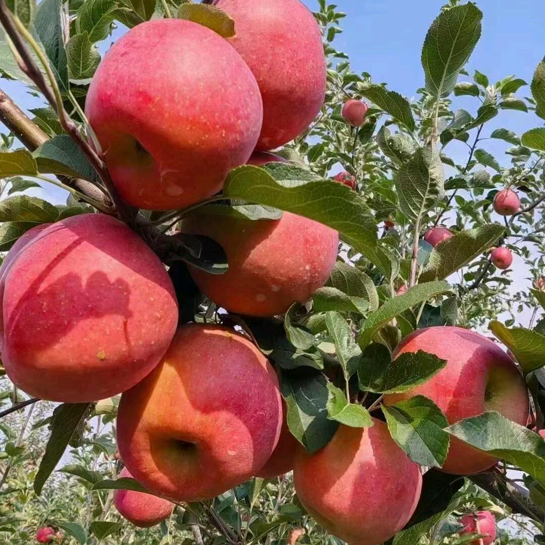 丑苹果🍎🍎🍎