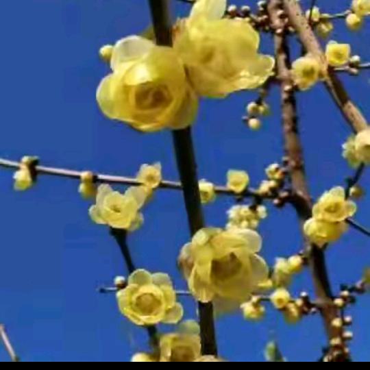 腊梅花