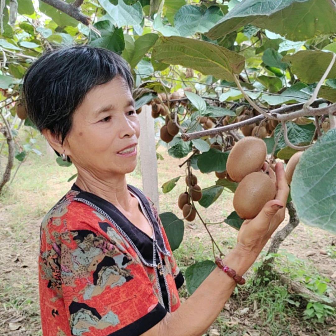 陕西武功小子猕猴桃