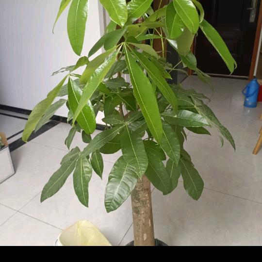 四叶草