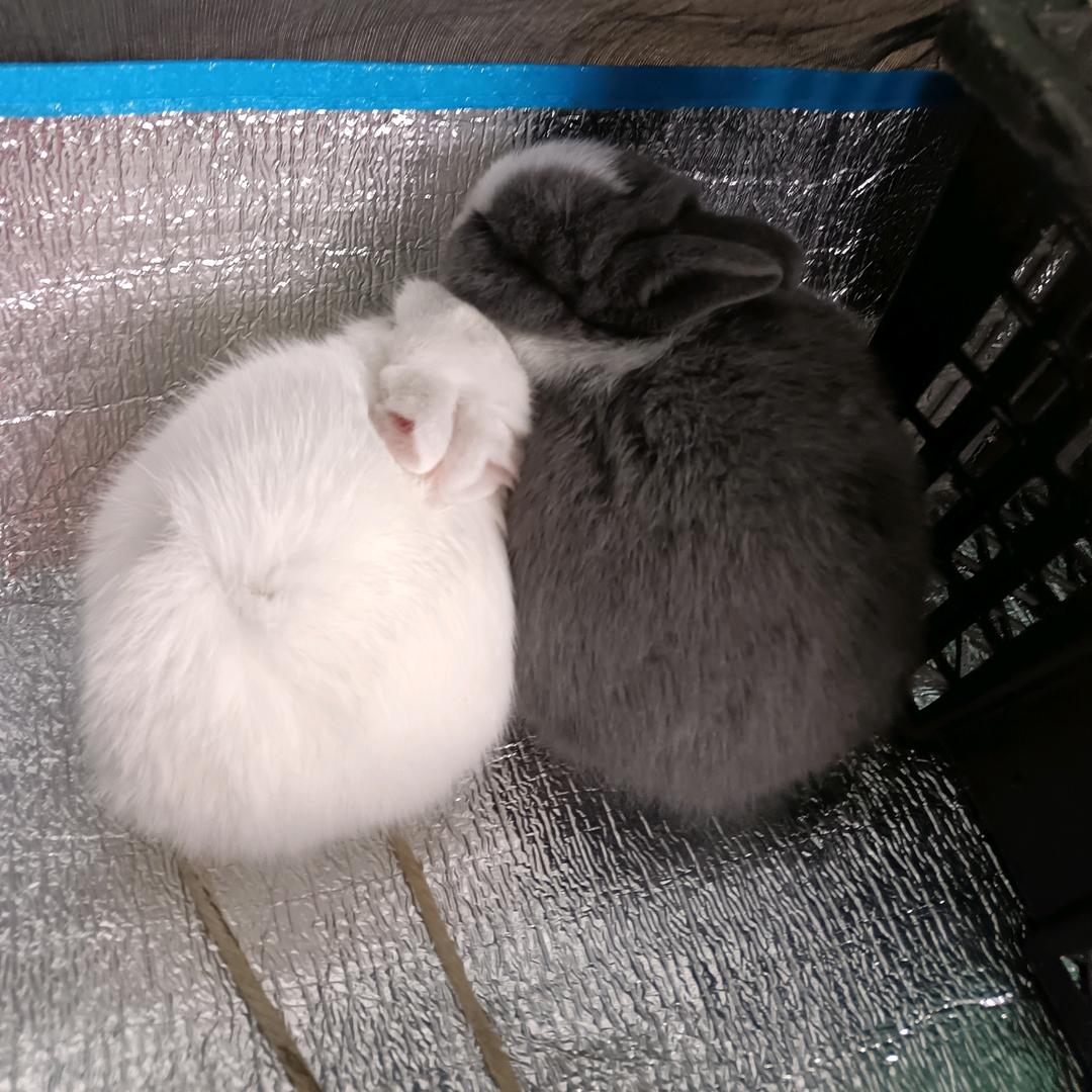 小灰灰和小白白🐇