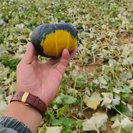 《贝贝》南瓜供应链