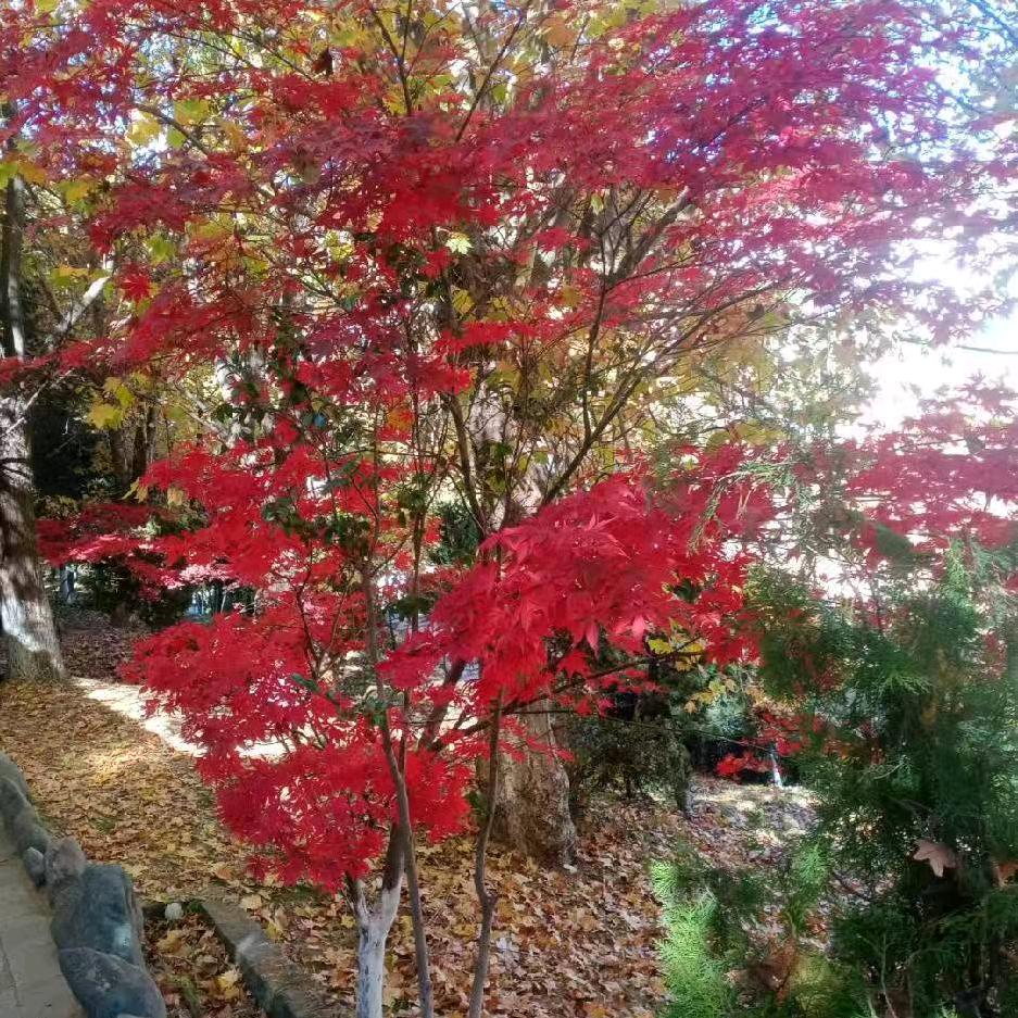 天边的雪花满地开