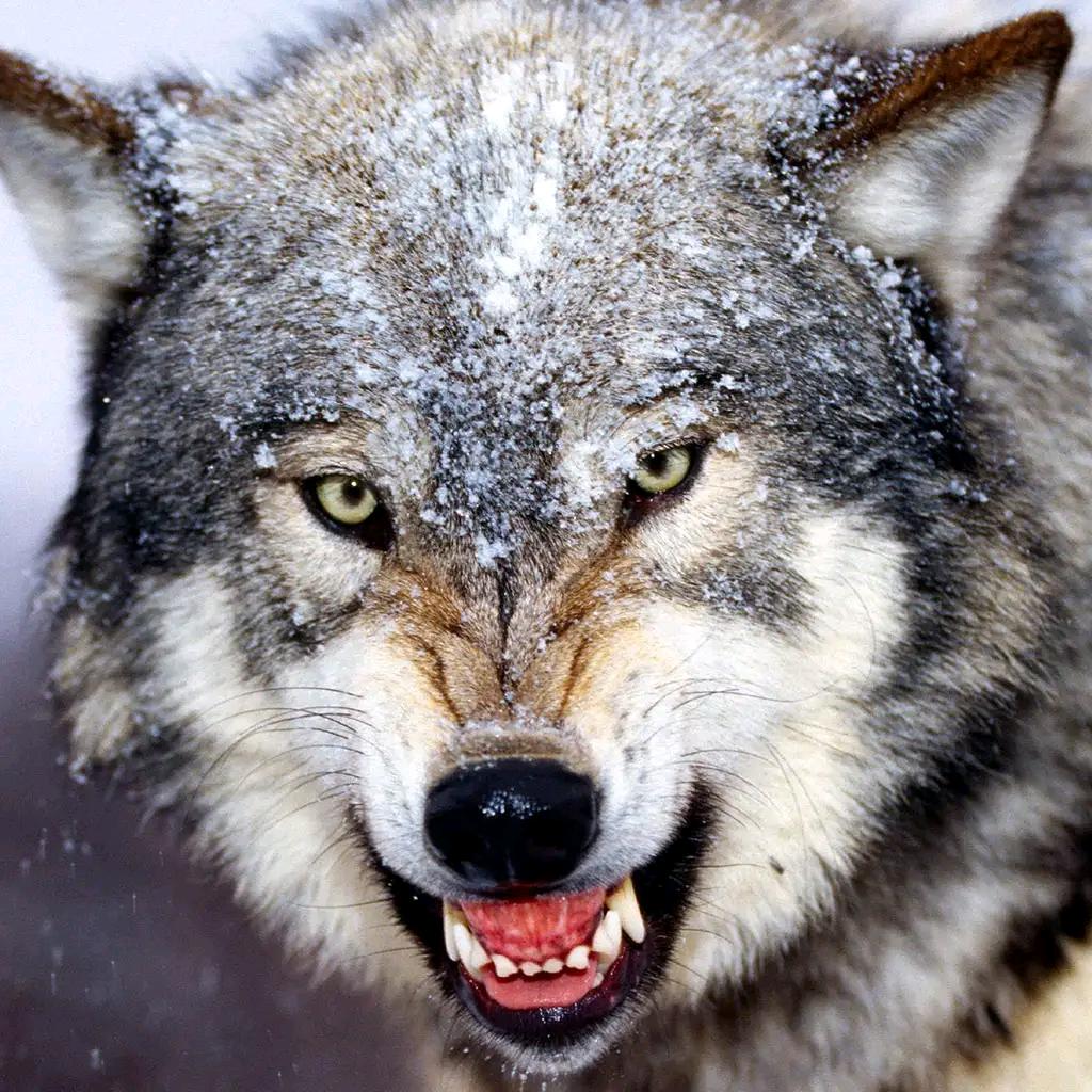 狼之道(●—●)