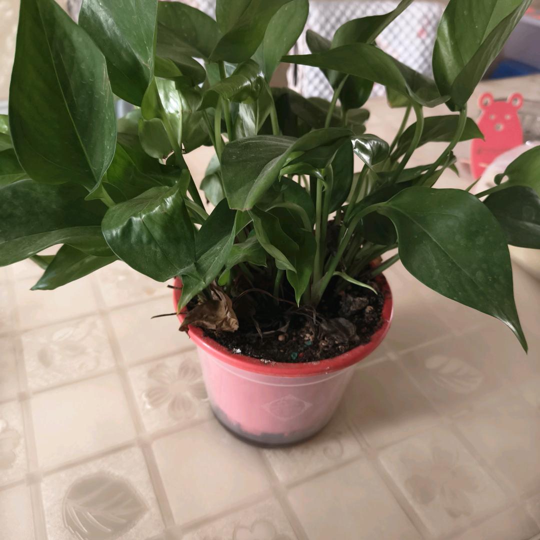 人一定要靠自己