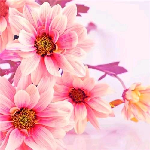 玉平🌺🌸