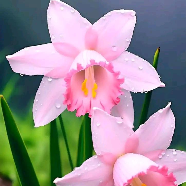 品客成(翠湖南路店) 昆明五华捅崔撤百货店（个人独资）