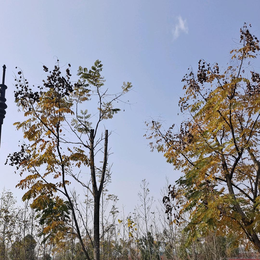 青川富氧山珍优品小铺