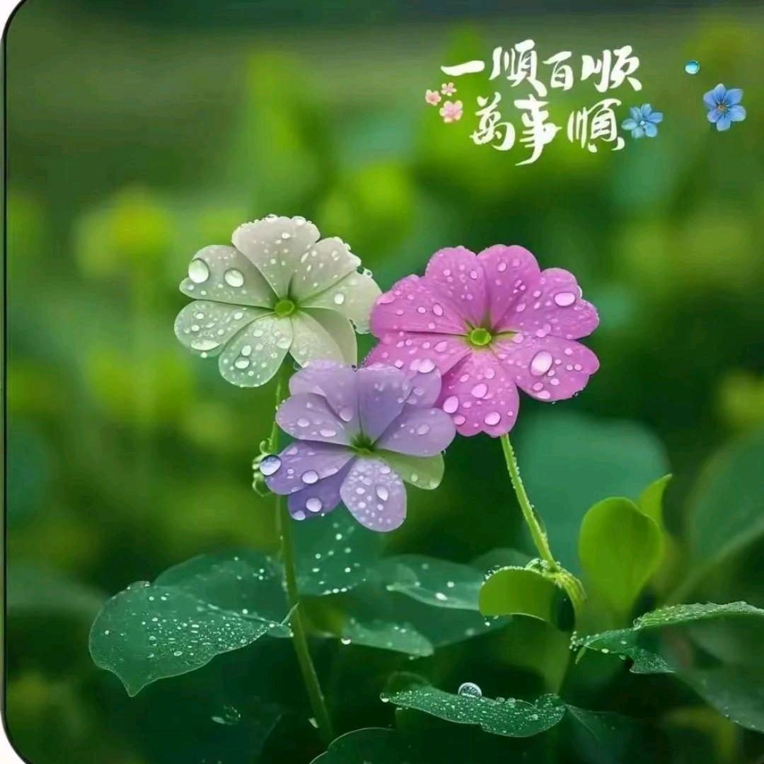 ⍤⃝🌺岁月凝香࿐ᩚ