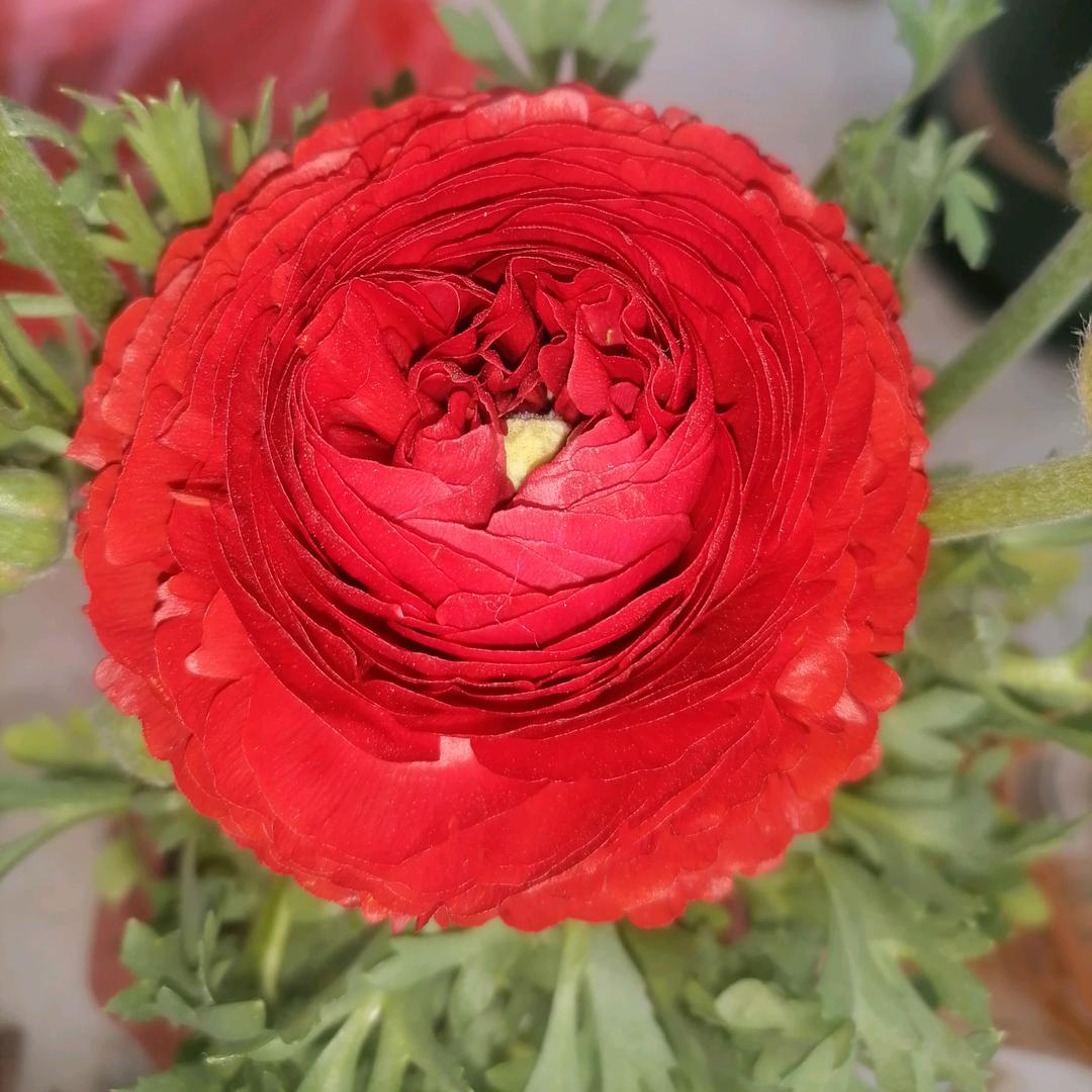 这面花正红