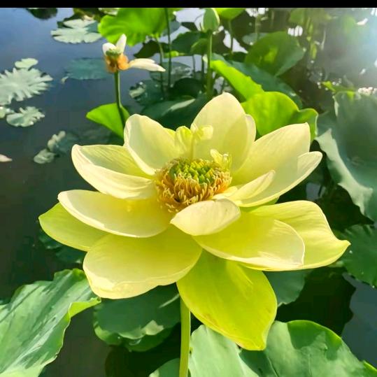 🌷随风而去🌷