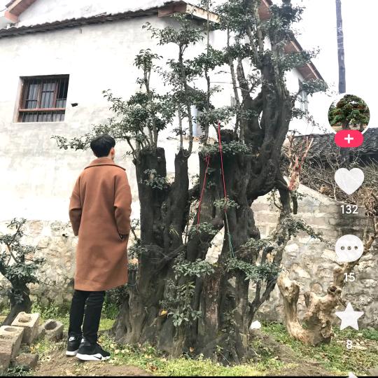 风云。