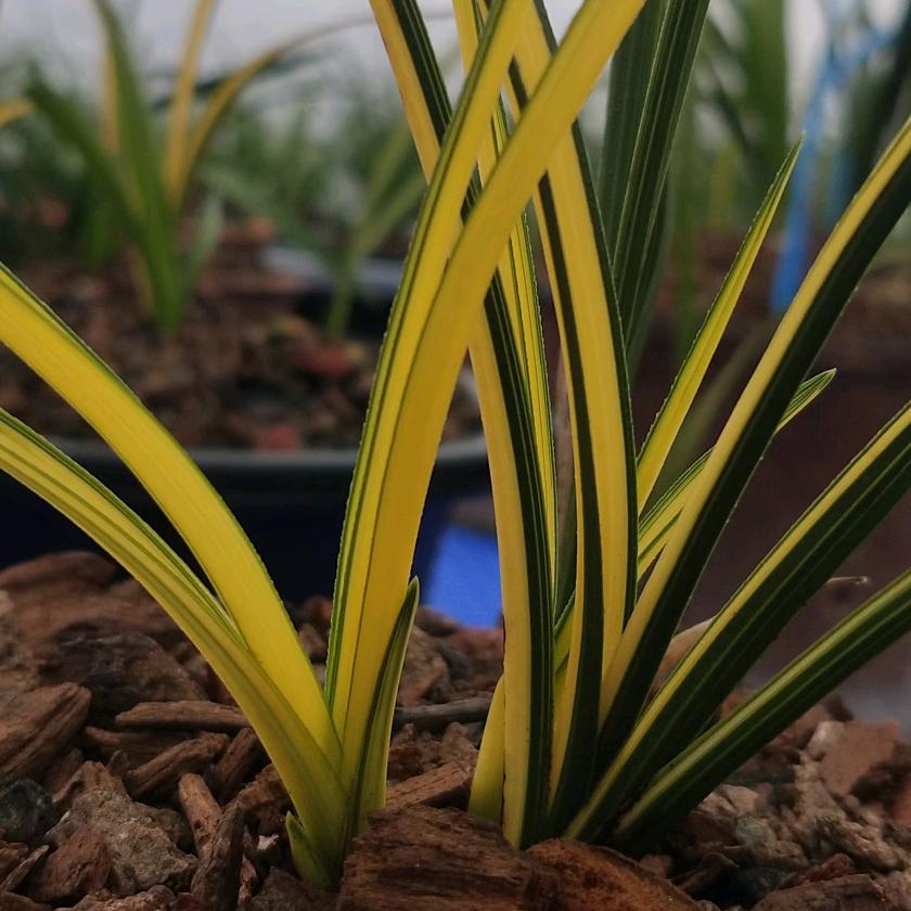 惠质兰心兰花种植园