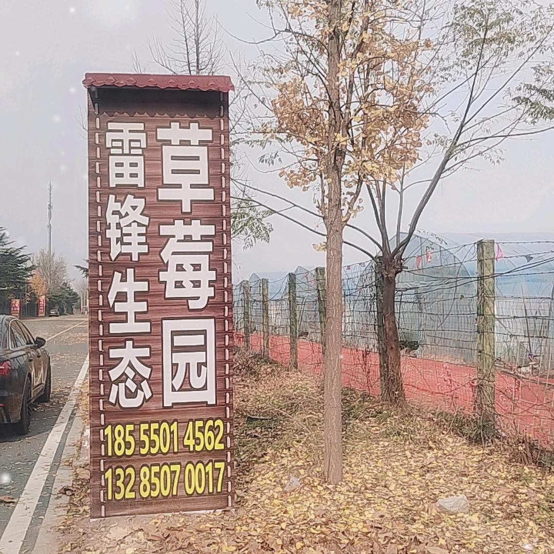 雷锋草莓采摘园官方号