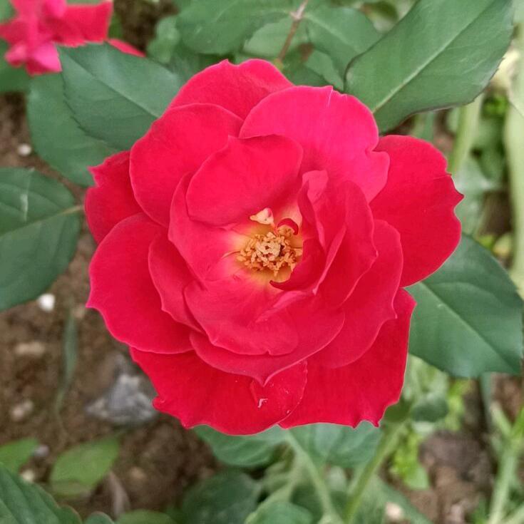 一夕（小辉电焊加工部，电动车维修）