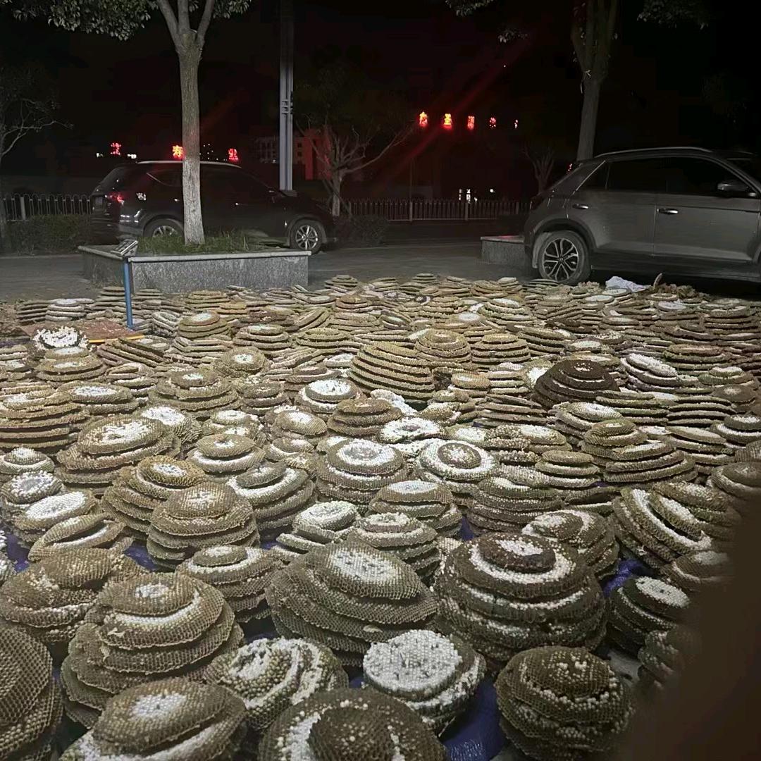 农村发仔找野蜂