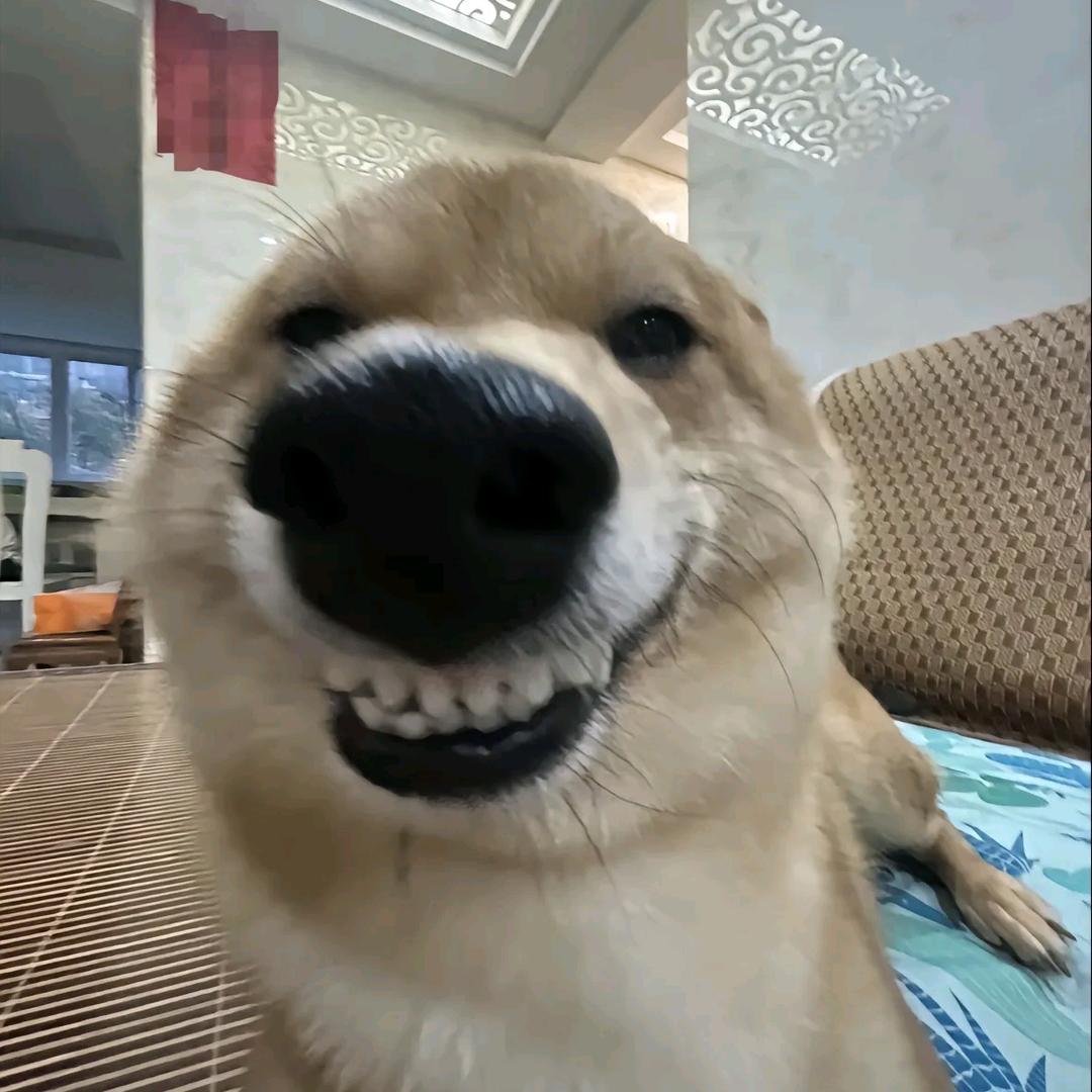 皂！桑！嚎～！