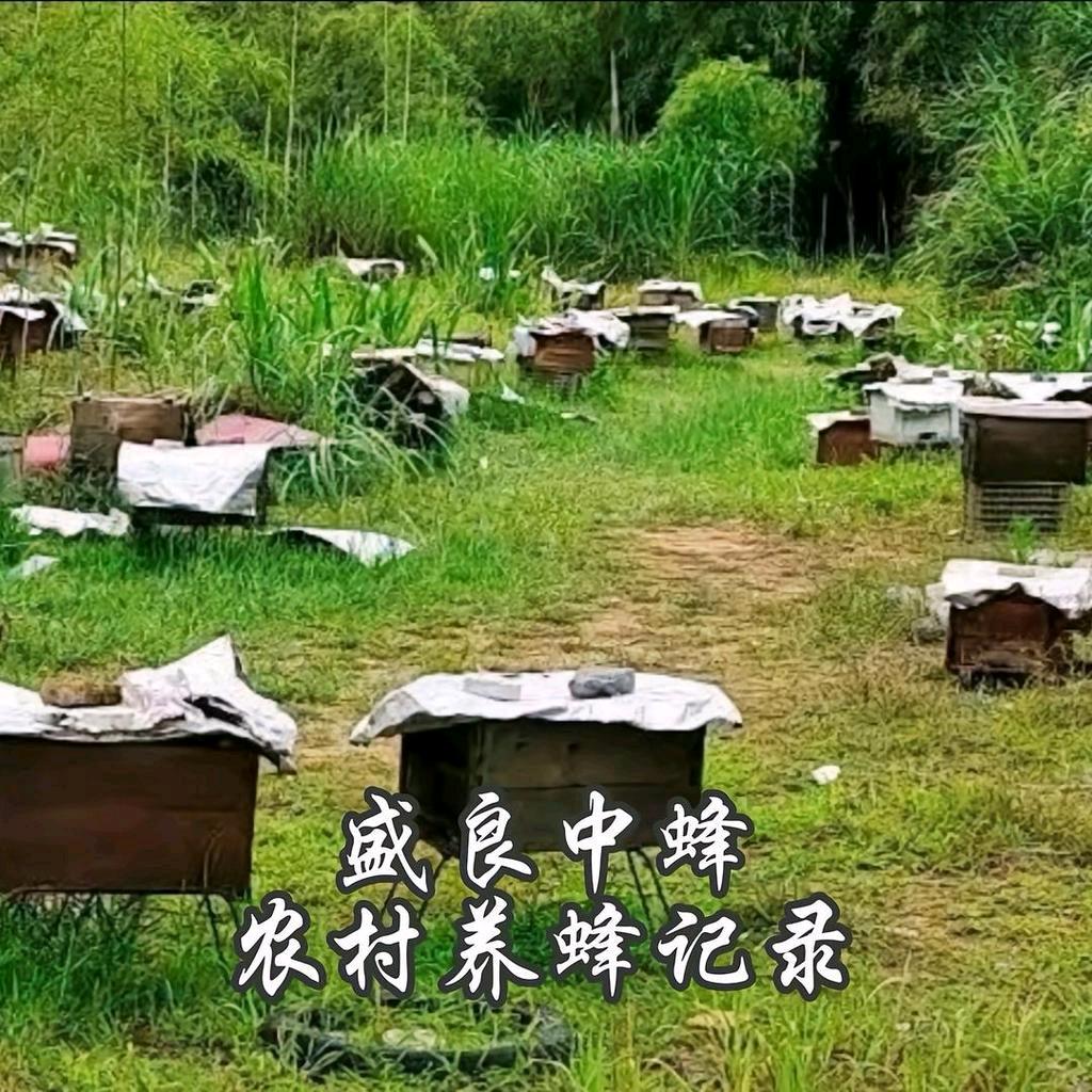 盛良中蜂农村养蜂记录