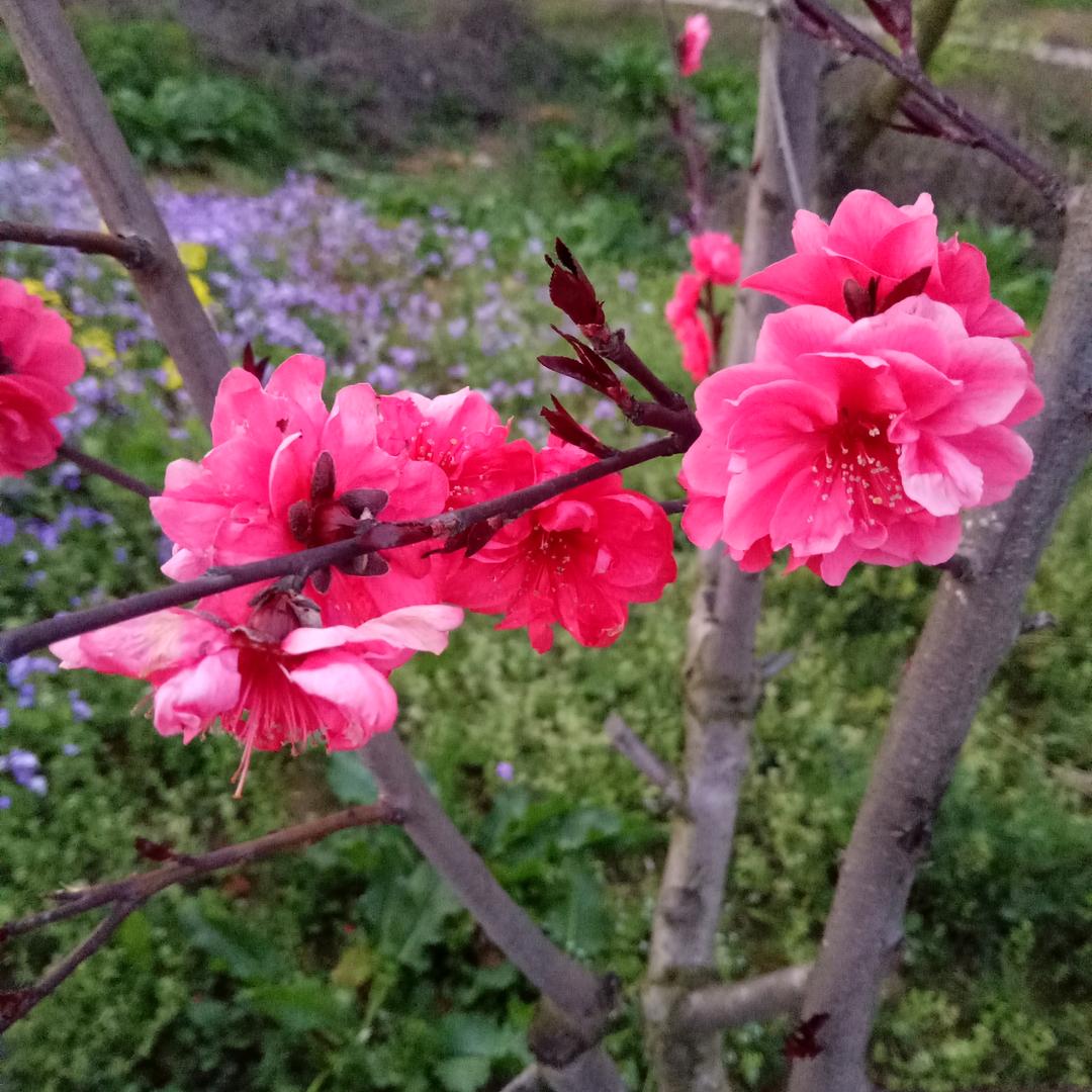 青春有悔