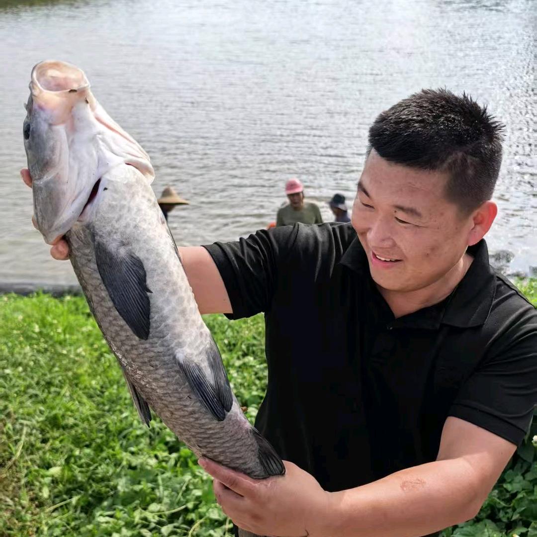 在村里悠米打杂