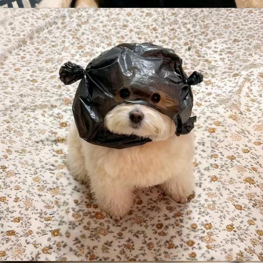 旺仔小侯包