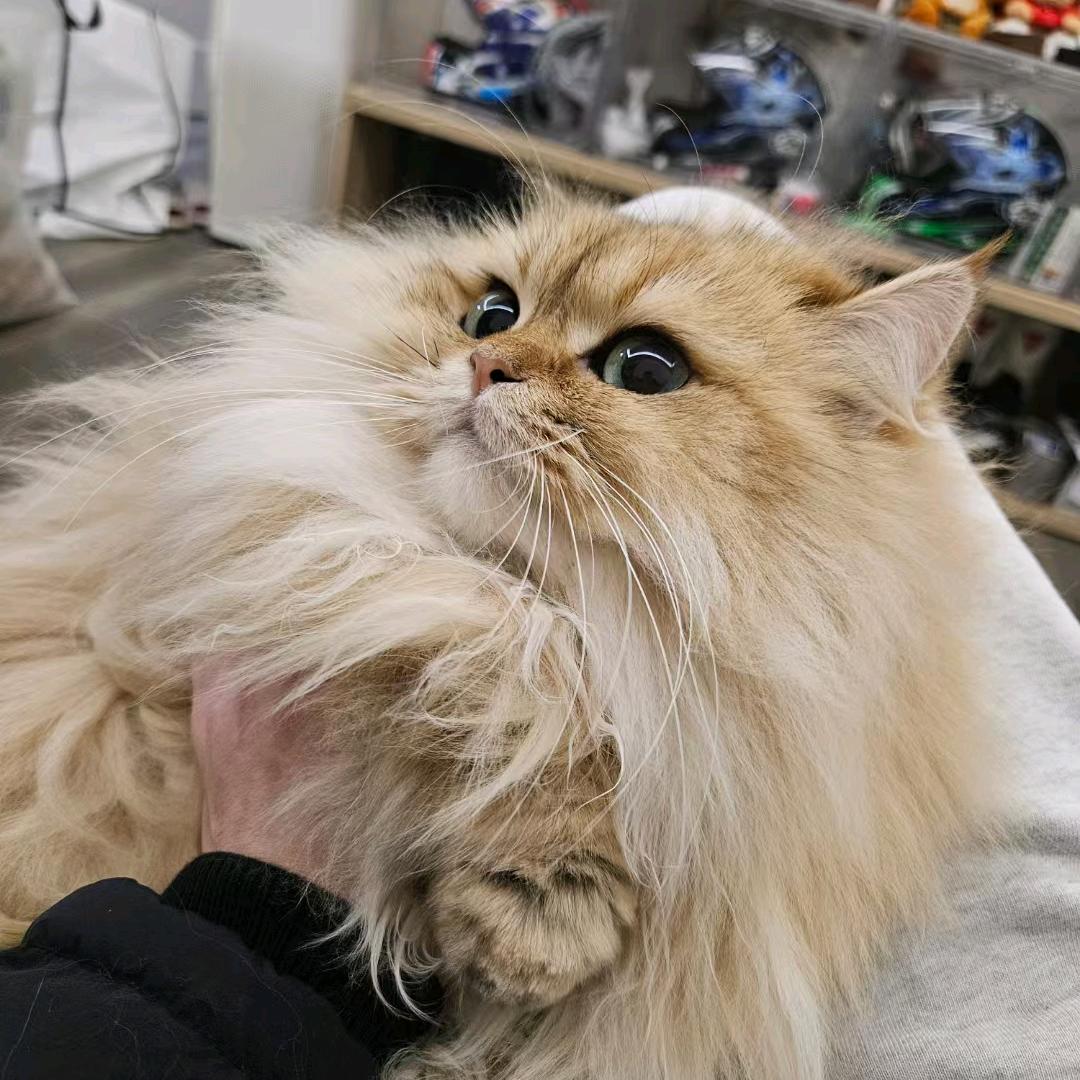伊布是一只猫