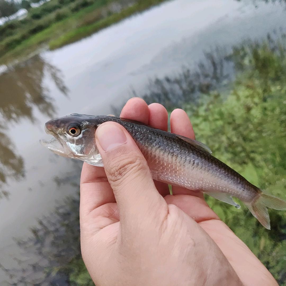 鱼醒乐