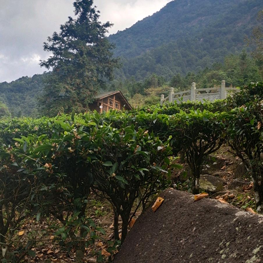 听闻远方有你。