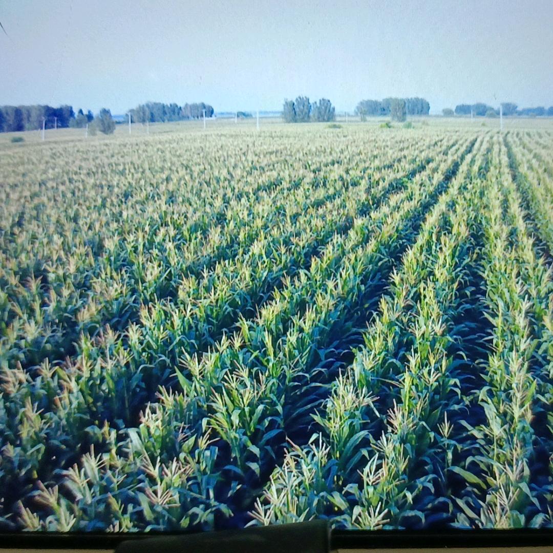 @佳禾精耕 伟哥