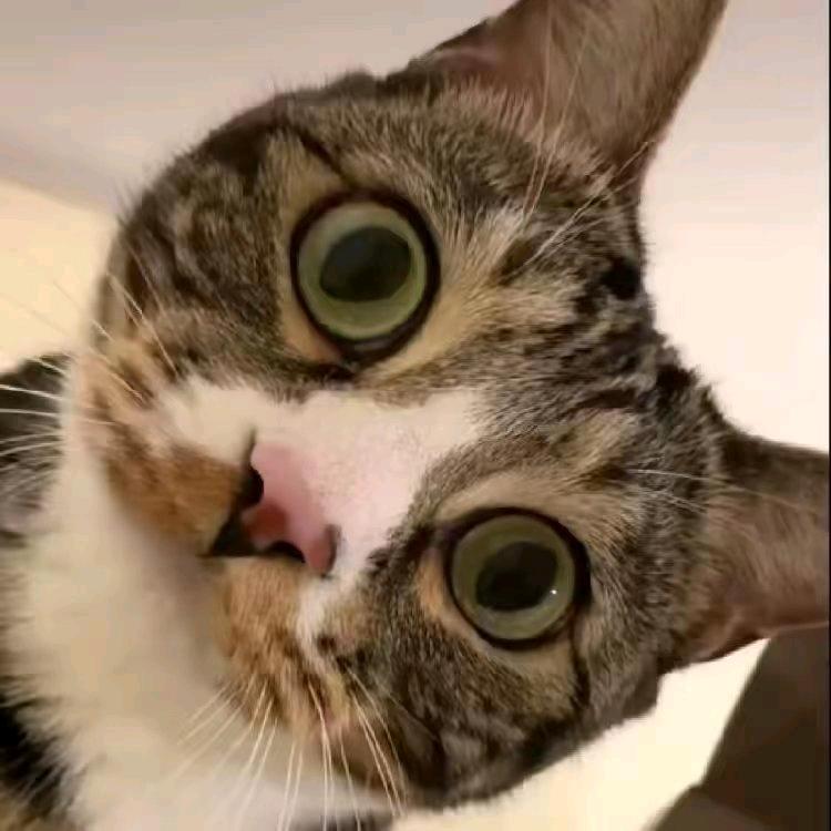 •ᴗ•