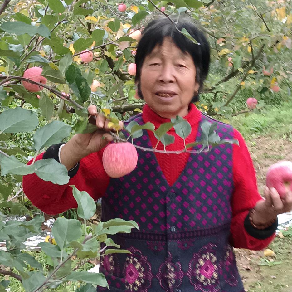 彩云60年鼠