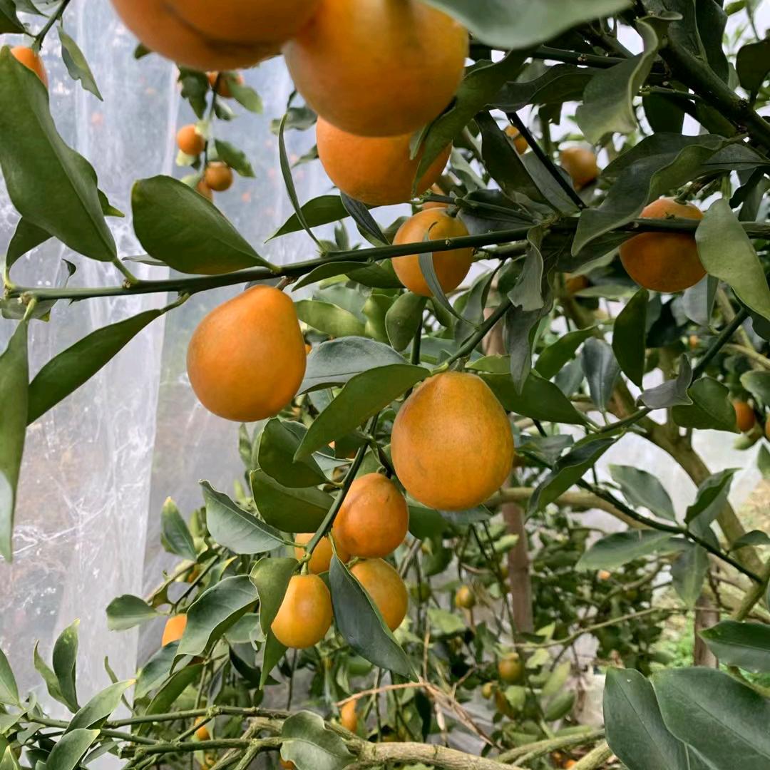 柳燕果业
