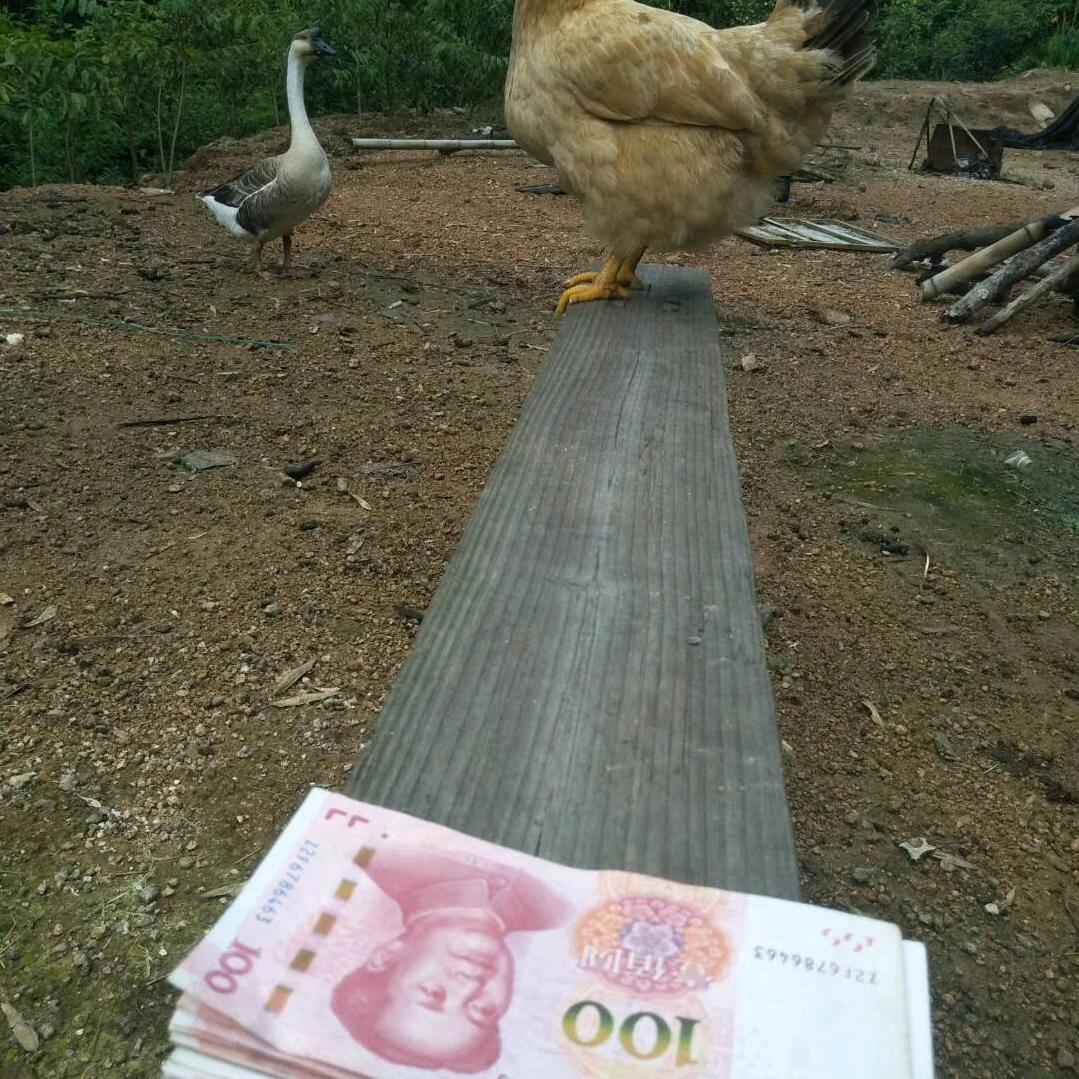梦之屋