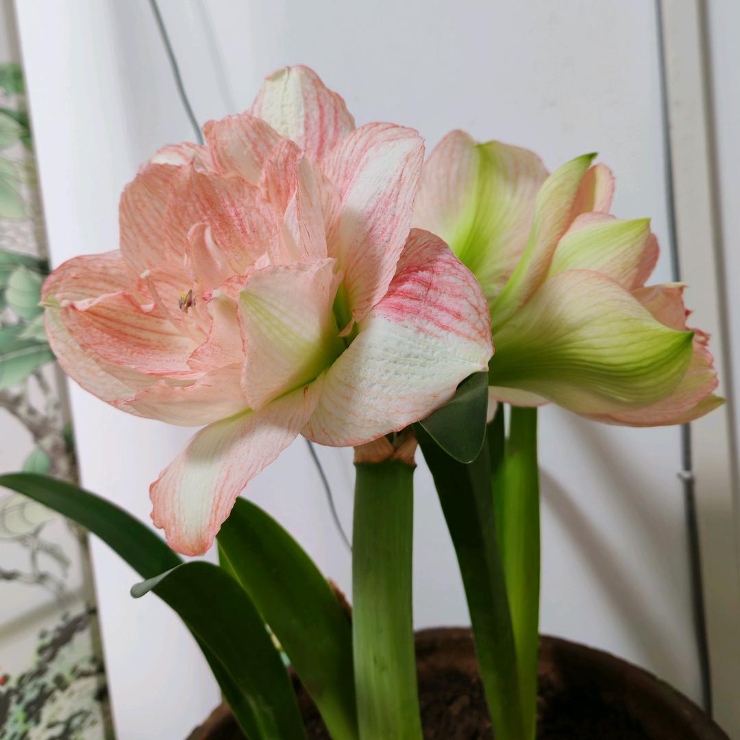 74年的 🐯看淡人生的一切