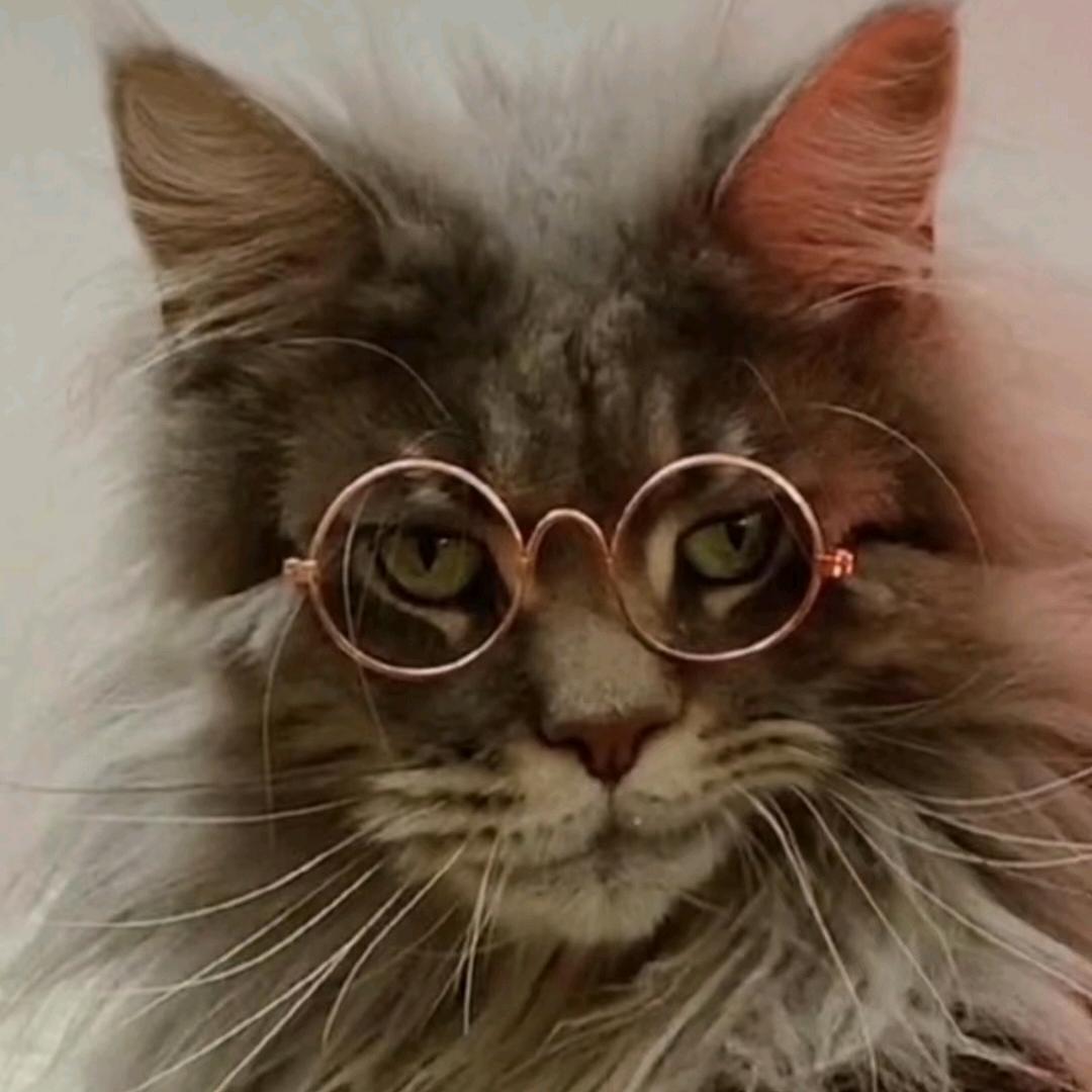 毛猴子🐵