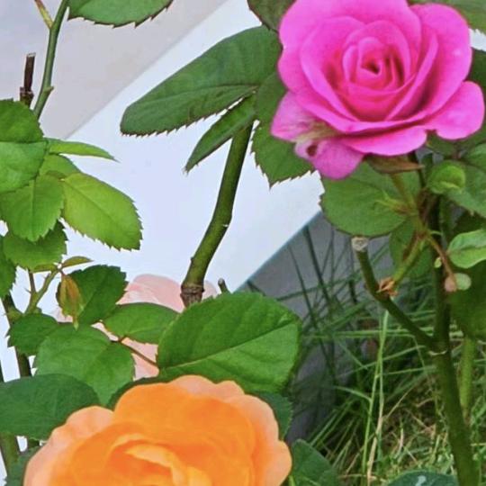 南无阿弥陀佛！