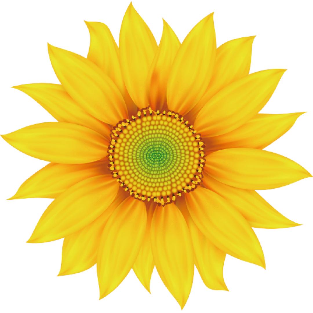 葵花三乐专卖店儿童贴专场